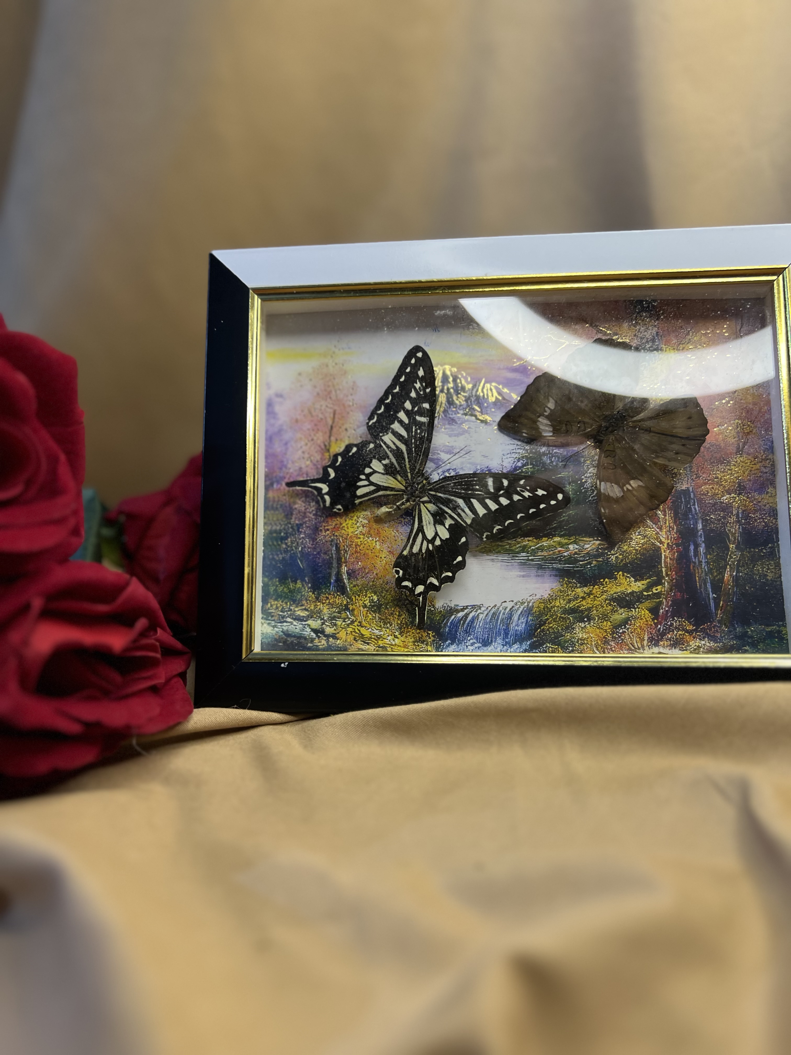 إطار الفراشه الحقيقه المحنطه