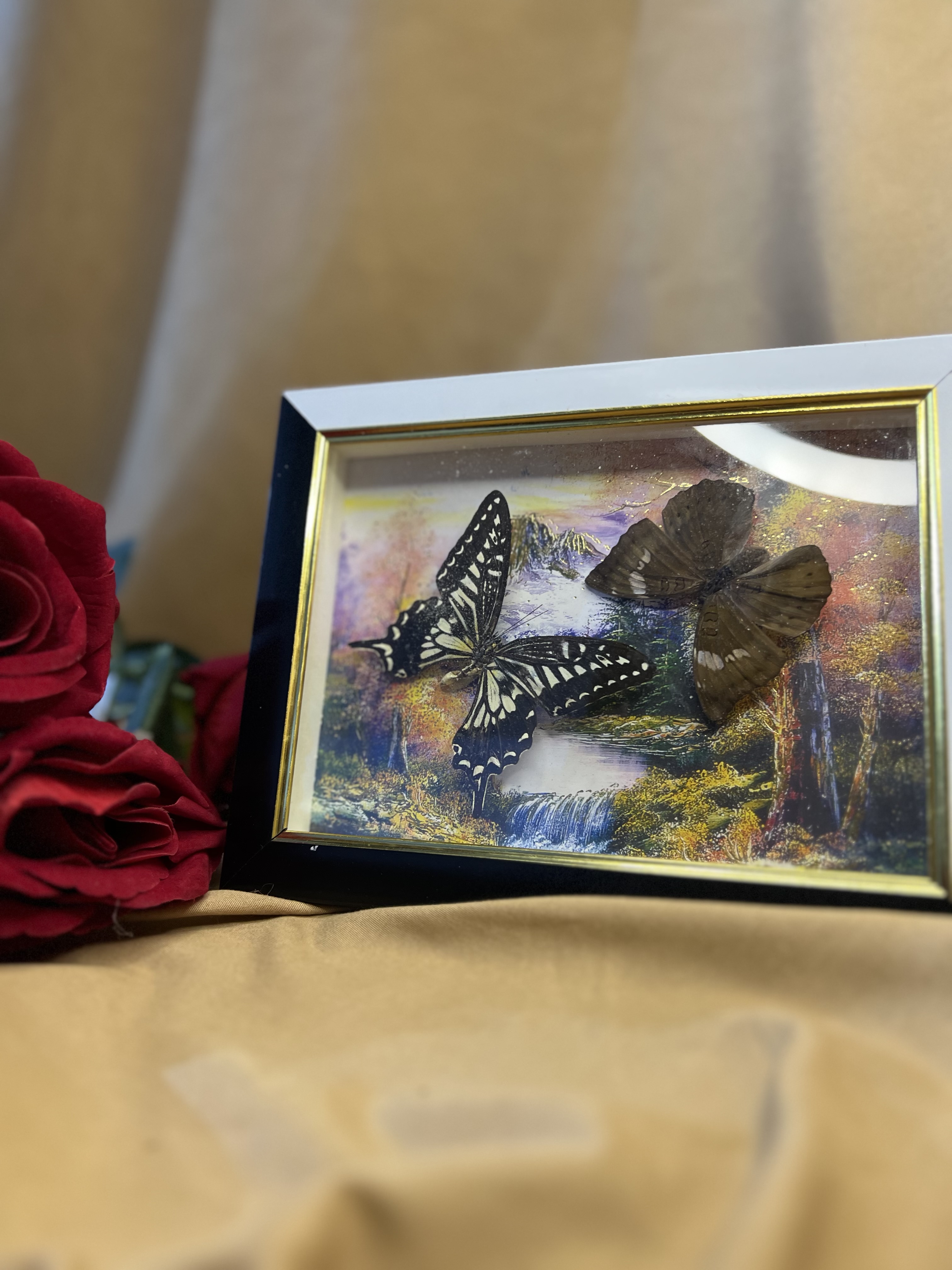 إطار الفراشه الحقيقه المحنطه