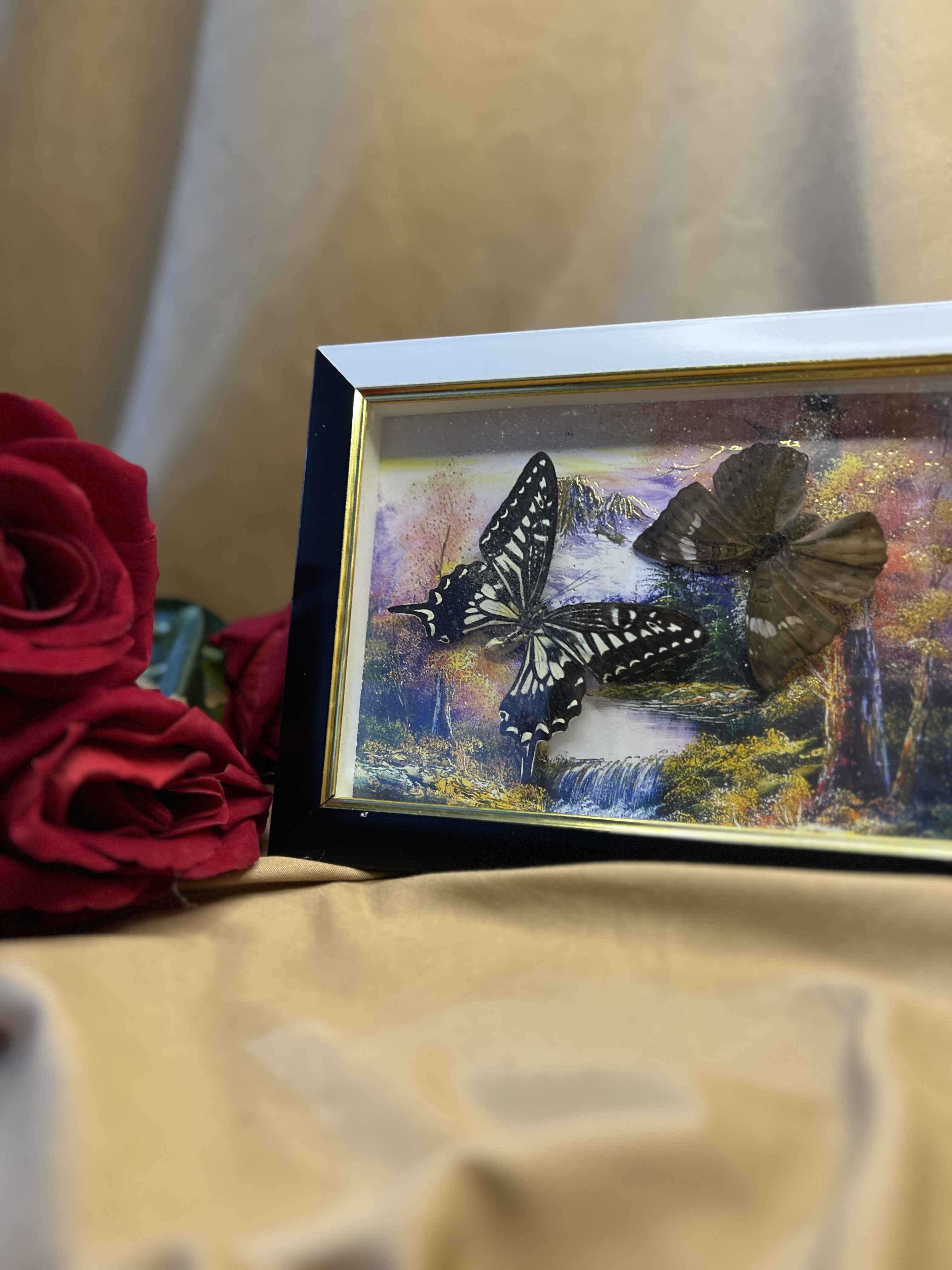 إطار الفراشه الحقيقه المحنطه